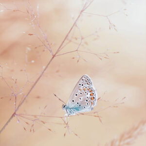 Chakra helend meditatie album